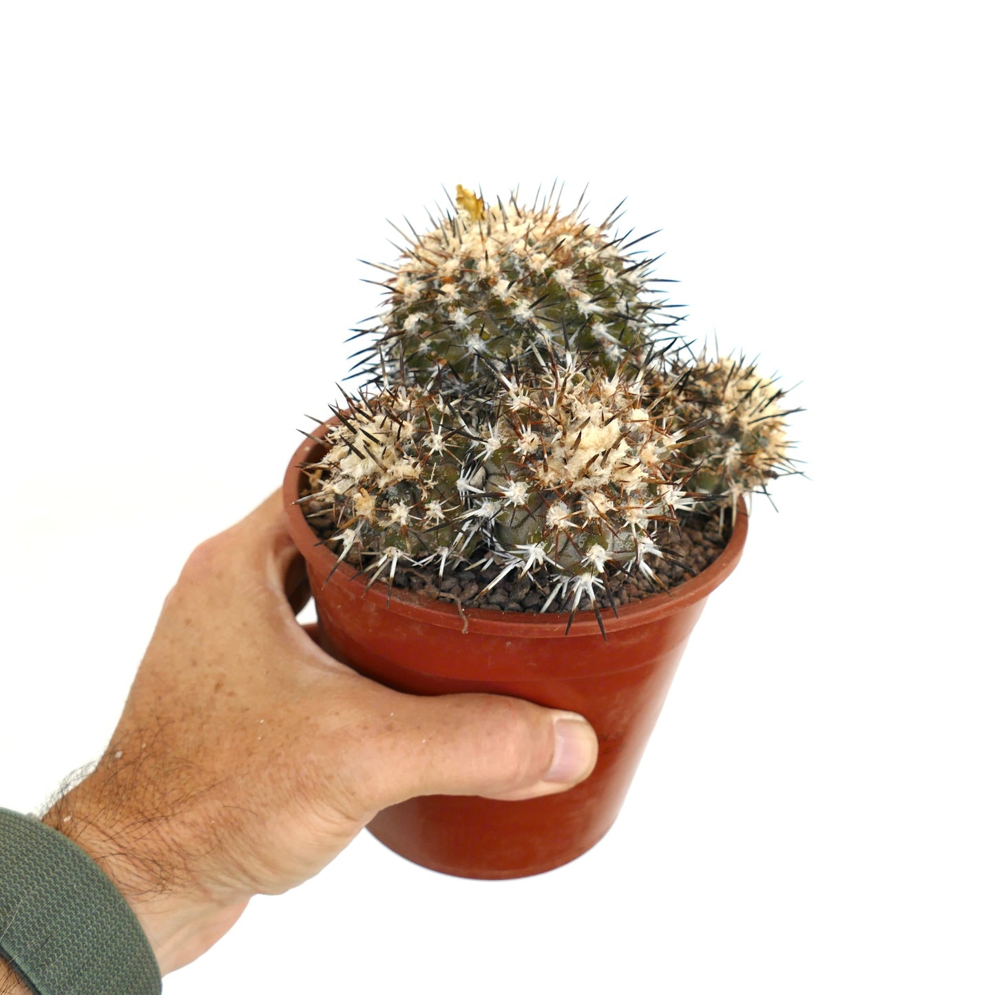 Copiapoa coquimbana OLD CULSTER KY2