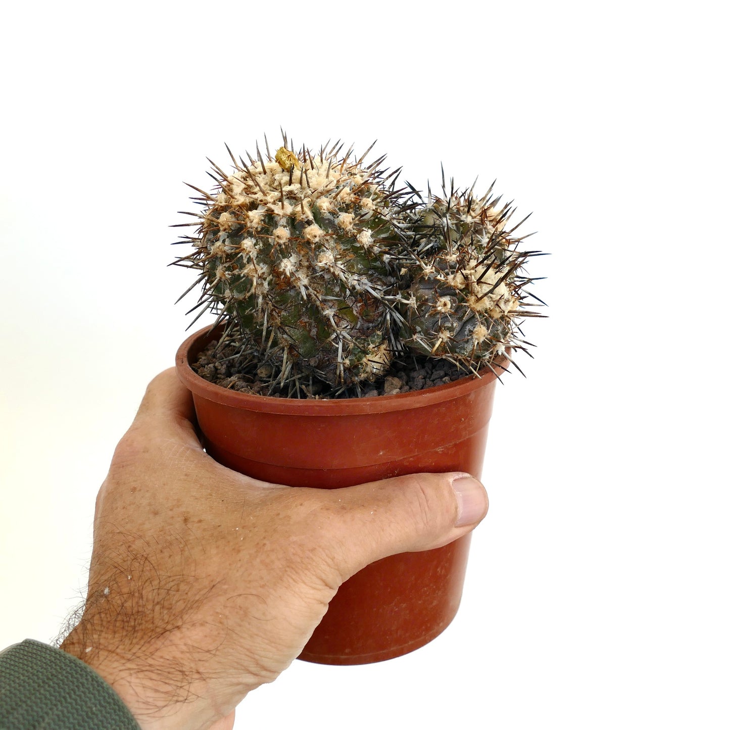 Copiapoa coquimbana OLD CULSTER KY2