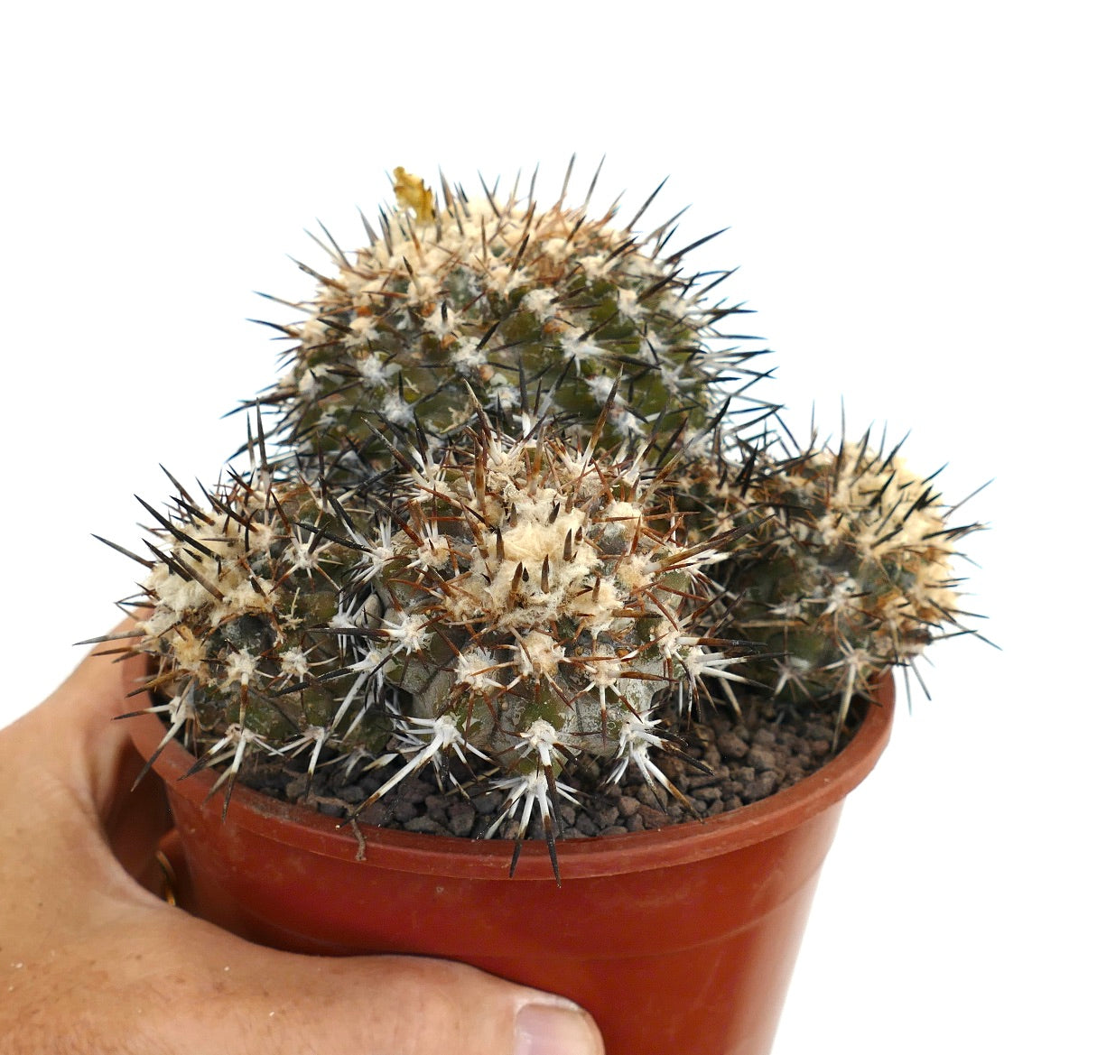 Copiapoa coquimbana OLD CULSTER KY2