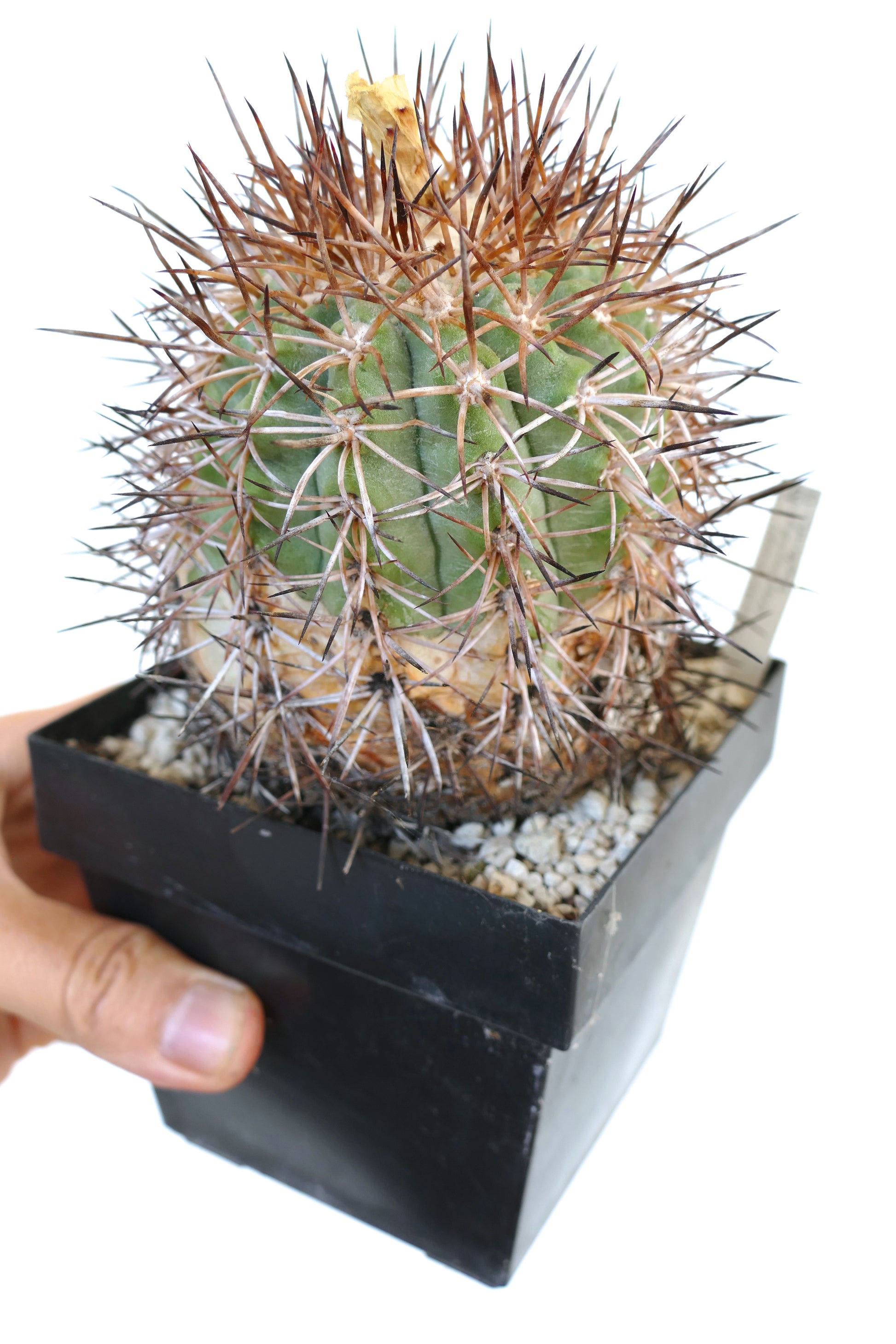 Kleiner grüner Kaktus Copiapoa coquimbana var domeykoensis mit dichten braunen Stacheln in schwarzem Topf