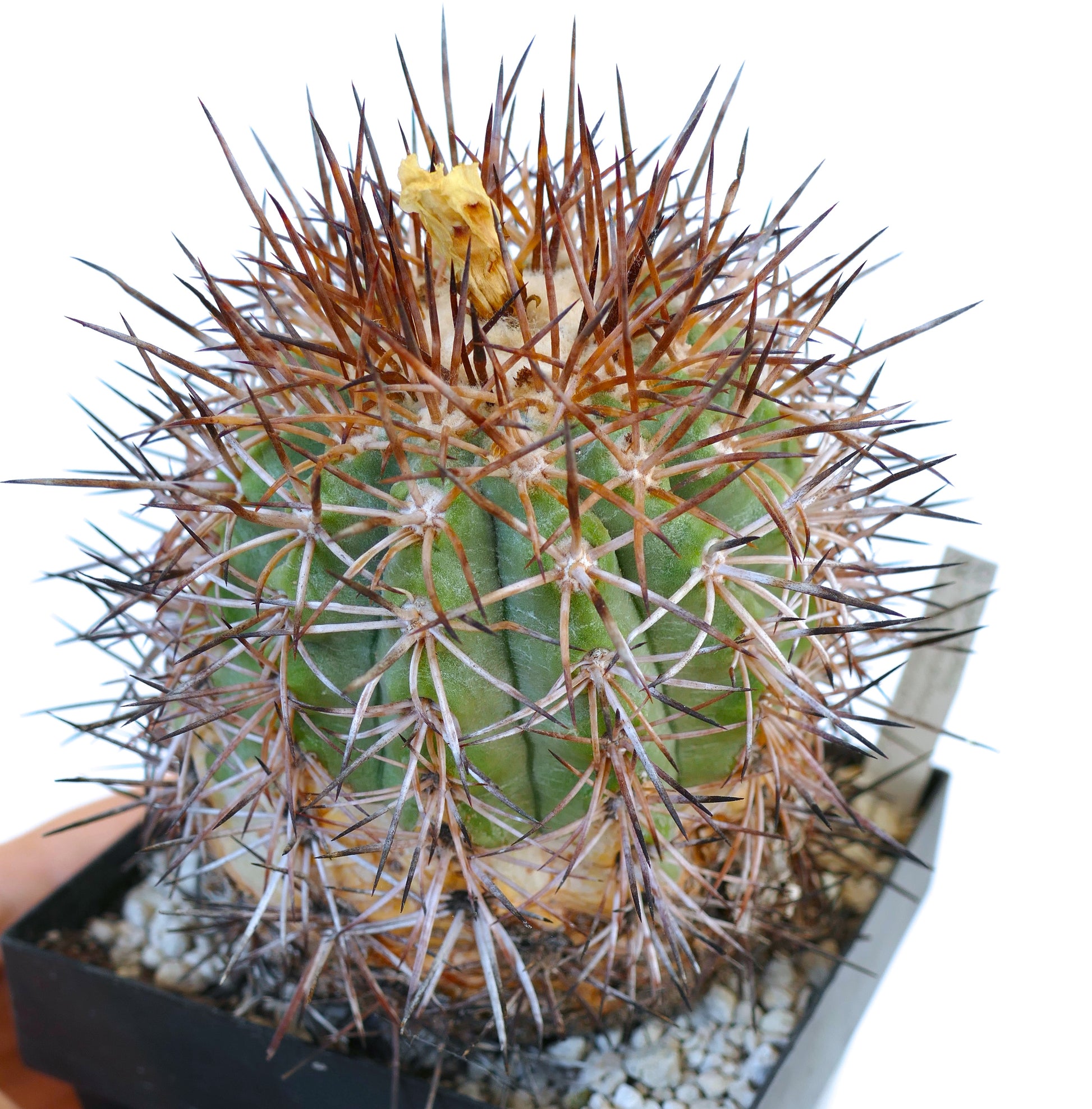 Copiapoa coquimbana var domeykoensis seltener Kaktus mit dichten, langen braunen Dornen und grün geripptem Körper