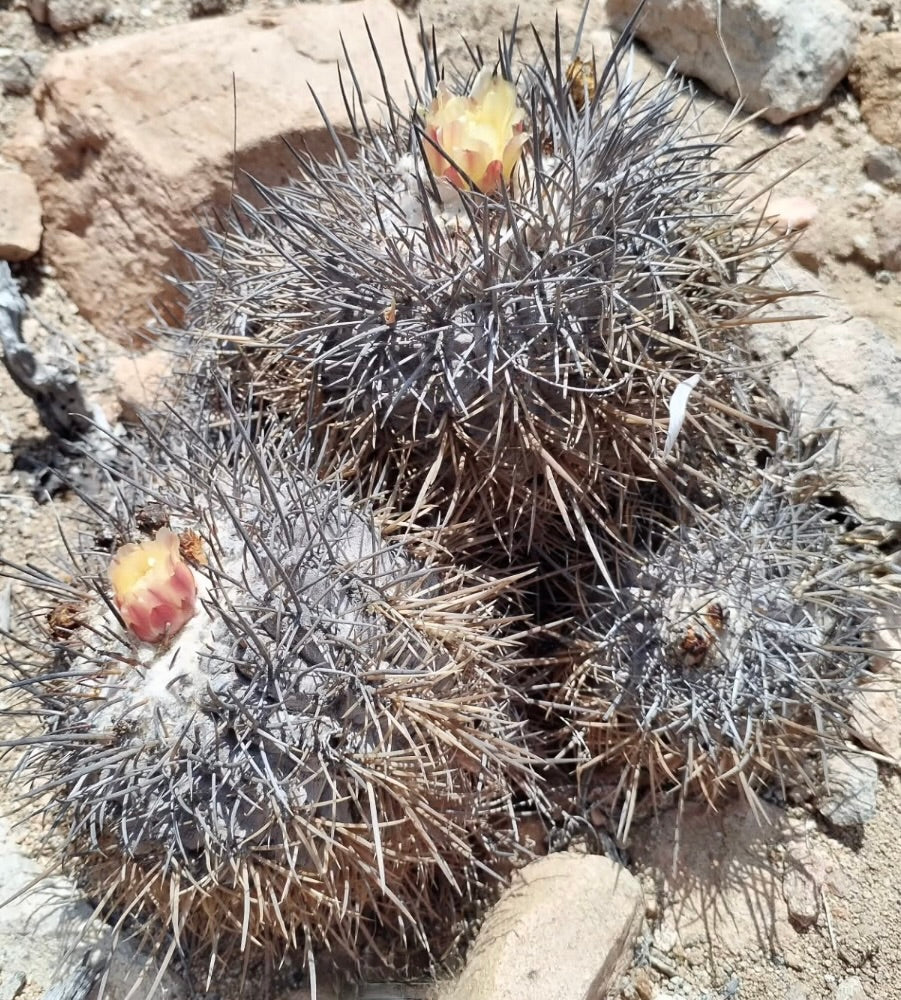 Kleiner runder Kaktus Copiapoa corralensis mit dichten langen Stacheln und blassgelben Blüten, der in steinigem Boden wächst