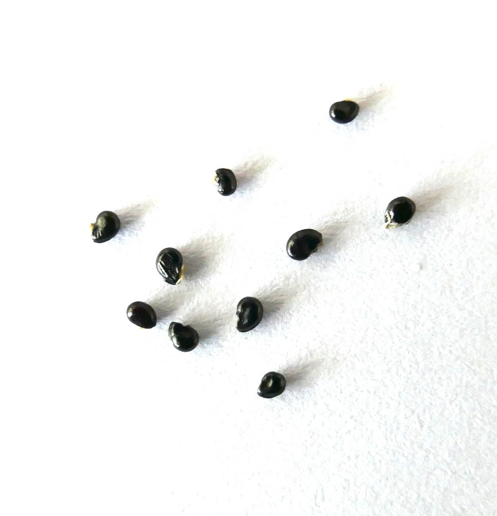 Copiapoa corralensis PHA2509 SEEDS