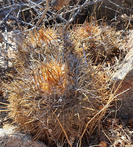 Copiapoa corralensis cactus with dense golden spines and rounded succulent body in natural habitat