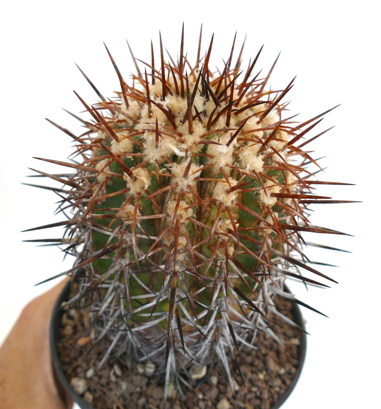 Copiapoa cuprea K21