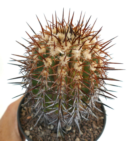 Copiapoa cuprea K21