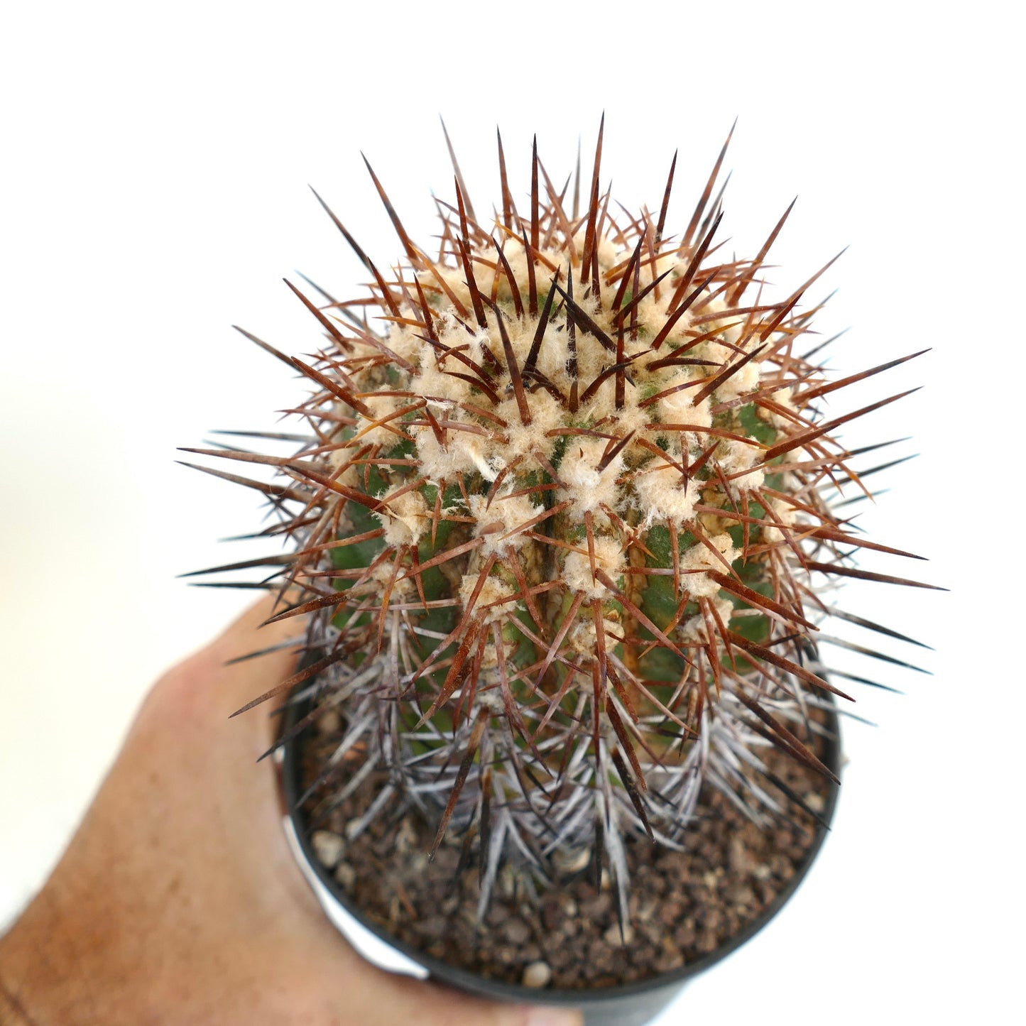 Copiapoa cuprea K21