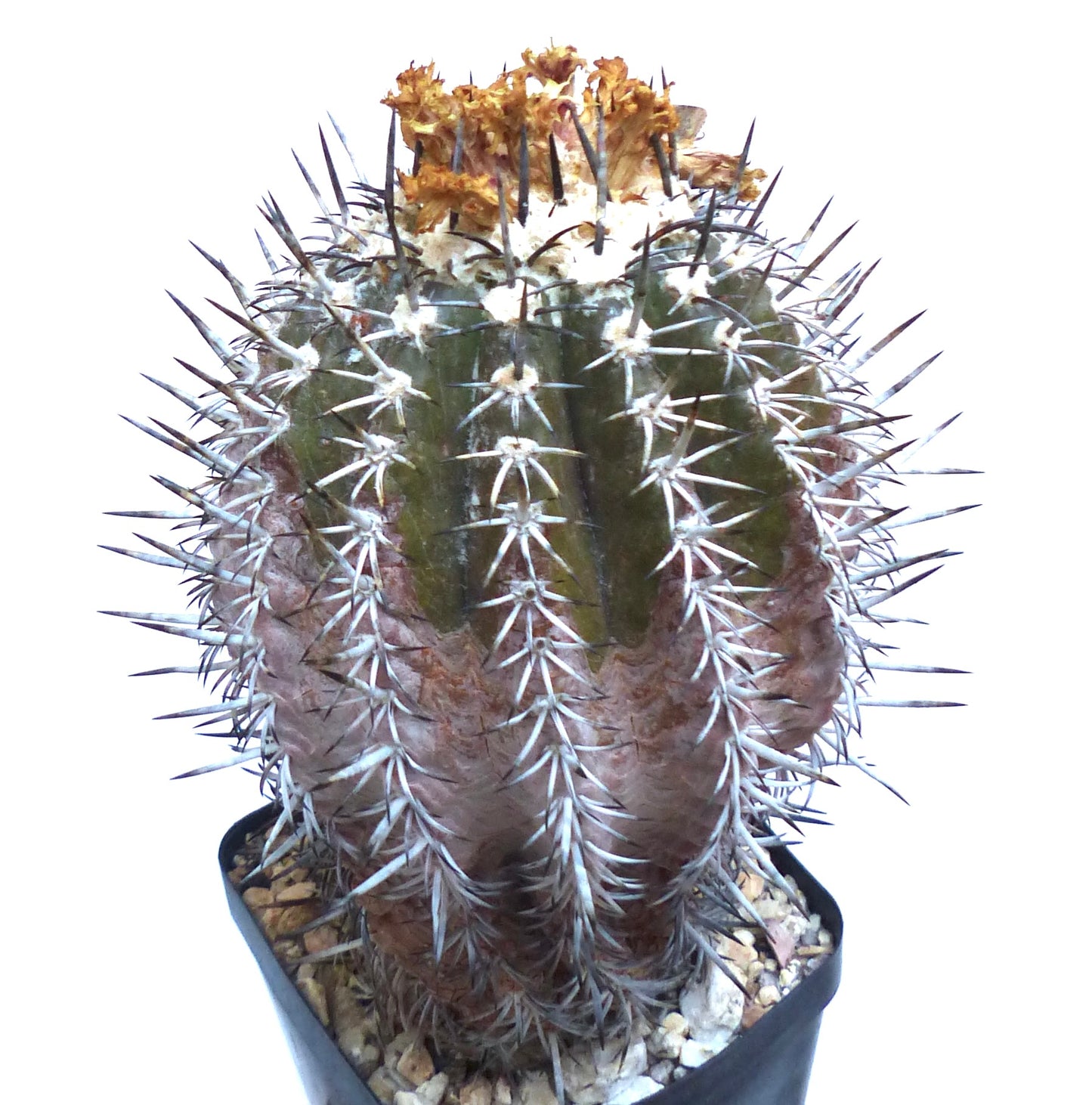 Copiapoa cupreata seltener Sukkulenten-Kaktus mit dicken Stacheln und getrockneten Blüten oben drauf