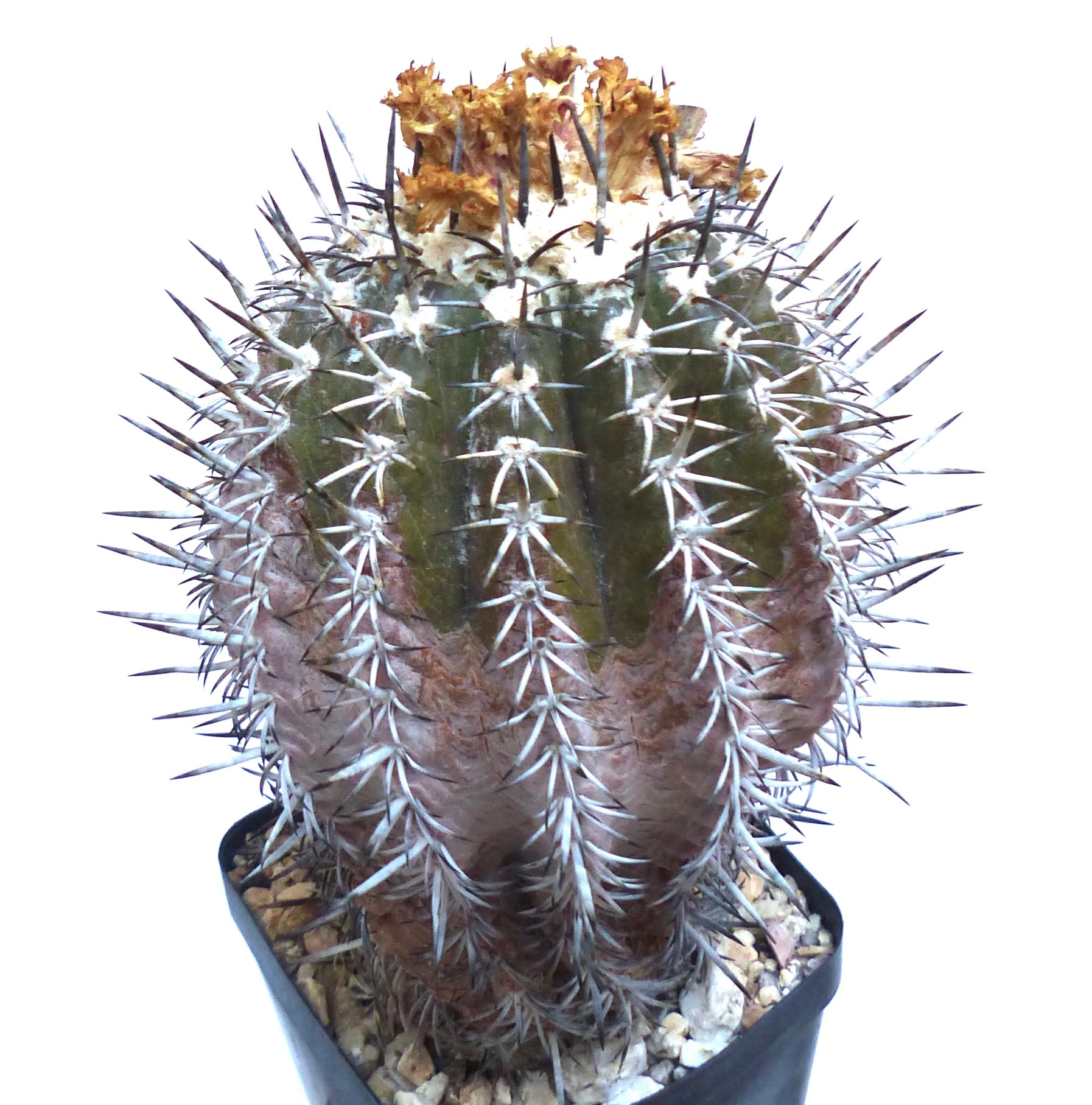 Copiapoa cupreata seltener Sukkulenten-Kaktus mit dicken Stacheln und getrockneten Blüten oben drauf