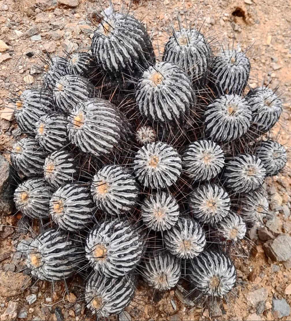 Copiapoa dealbata Cluster mit gerippten grau-weißen Körpern und langen dunklen Dornen auf felsigem Boden