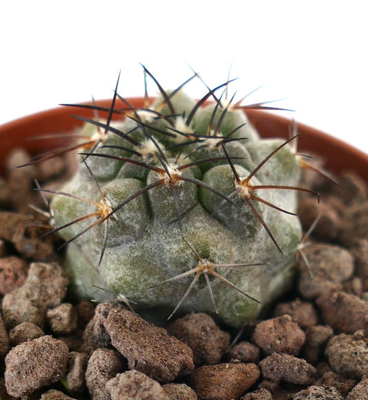 Copiapoa dealbata X Copiapoa griseoviolacea seltene sukkulente Kaktee mit dunklen Dornen und strukturiertem grünem Körper