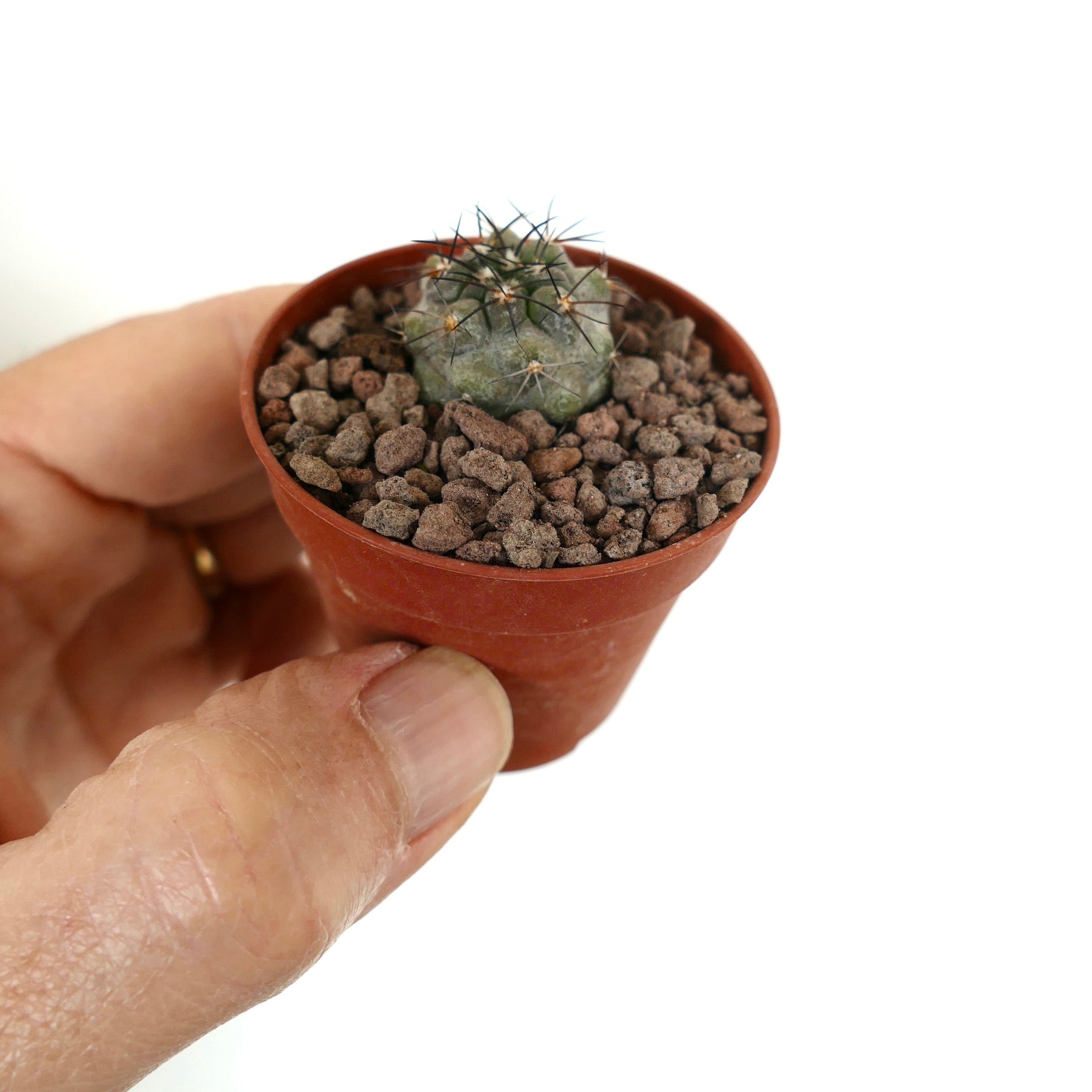Kleine sukkulente Kaktee Copiapoa dealbata X Copiapoa griseoviolacea mit Stacheln in einem winzigen Topf