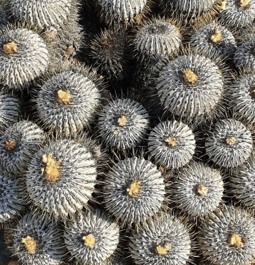 Copiapoa dealbata var. carrizalensis seltener, sukkulenter Kaktus mit dichten Stacheln und wolligen Zentren