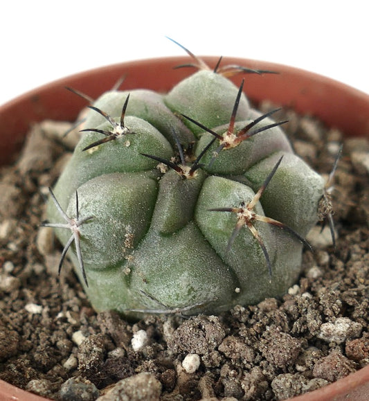 Copiapoa dealbata x cinerea Sukkulente Kaktee mit dicken Stacheln und rundlichem grünem Körper in Erde