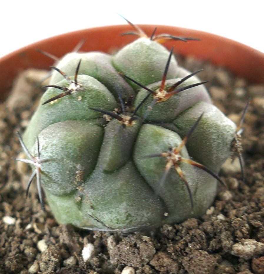 Copiapoa dealbata x cinerea succulenta cactus con corpo verde spesso e spine scure prominenti