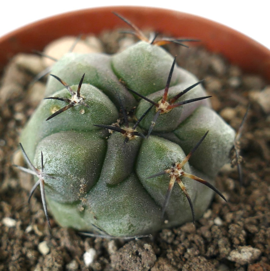 Copiapoa dealbata x cinerea pianta succulenta cactus con corpo verde spesso e spine lunghe scure nel terreno