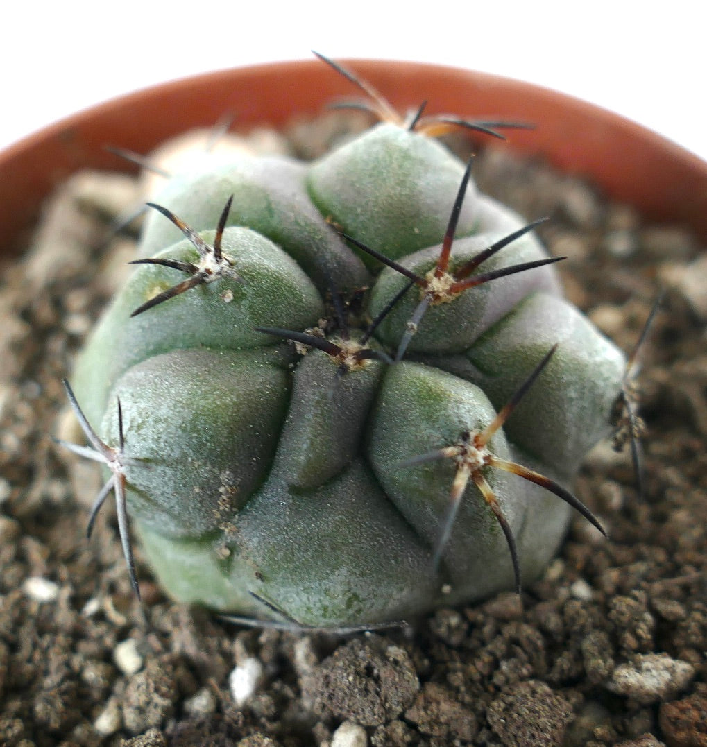 Copiapoa cinerea cactus succulento con costole spesse e spine lunghe e scure nel terreno