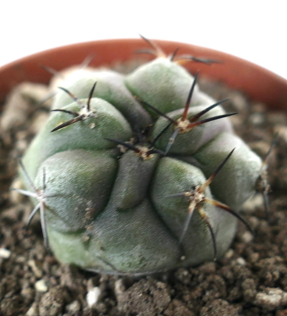 Copiapoa cinerea, cactus succulento con coste spesse e spine scure lunghe nel terreno
