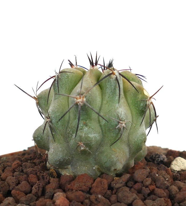 Copiapoa dealbata x hypogaea sjelden sukkulent kaktus med tykke torner og teksturert grønn kropp