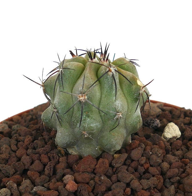 Copiapoa dealbata x hypogaea sjelden sukkulent kaktus med grønn ribbet kropp og lange mørke pigger