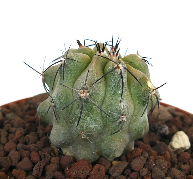 Copiapoa dealbata x hypogaea sjelden sukkulent kaktus med tykk grønn kropp og lange svarte pigger