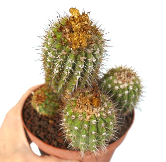 Ramo de Copiapoa decorticans, cactus verdes espinosos con restos de flores secas en maceta de terracota