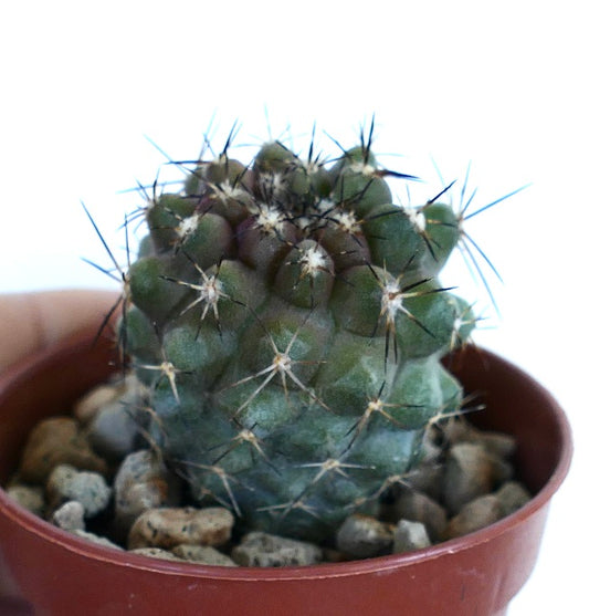 Potted Copiapoa desertorum cactus with a rounded green body, tubercled ribs, and long dark spines emerging from white areoles.