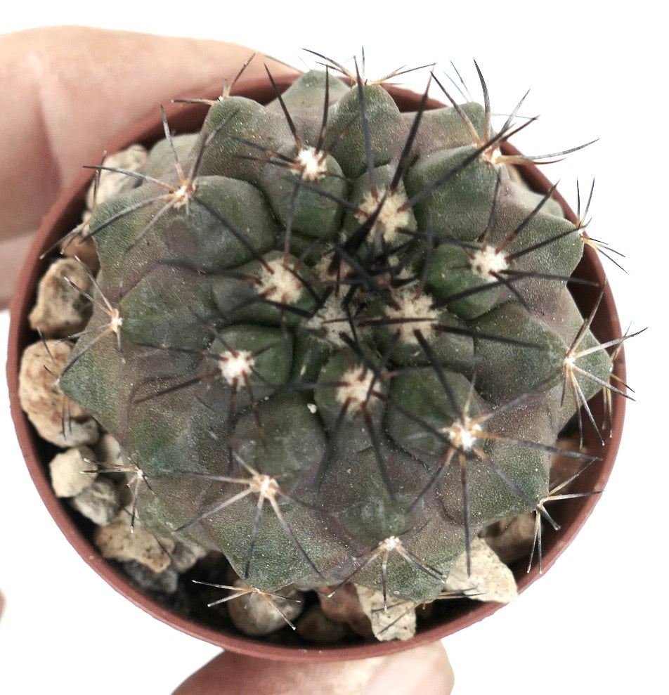 Copiapoa desertorum small round succulent cactus with dark spines and textured surface