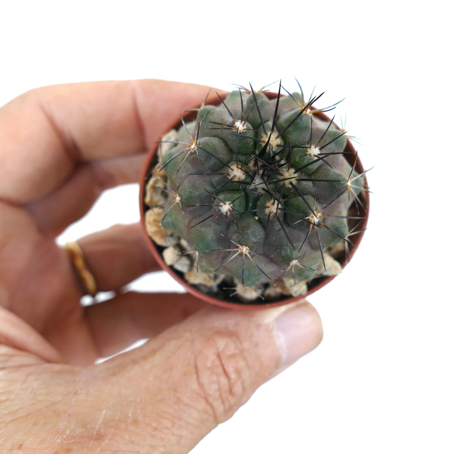 Copiapoa desertorum small round cactus with dark spines and greenish-gray body in pot held by hand
