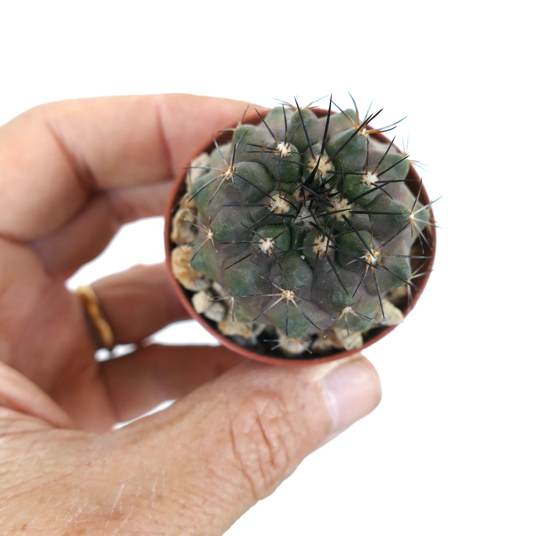 Copiapoa desertorum small round cactus with dark spines and greenish-gray body in pot held by hand