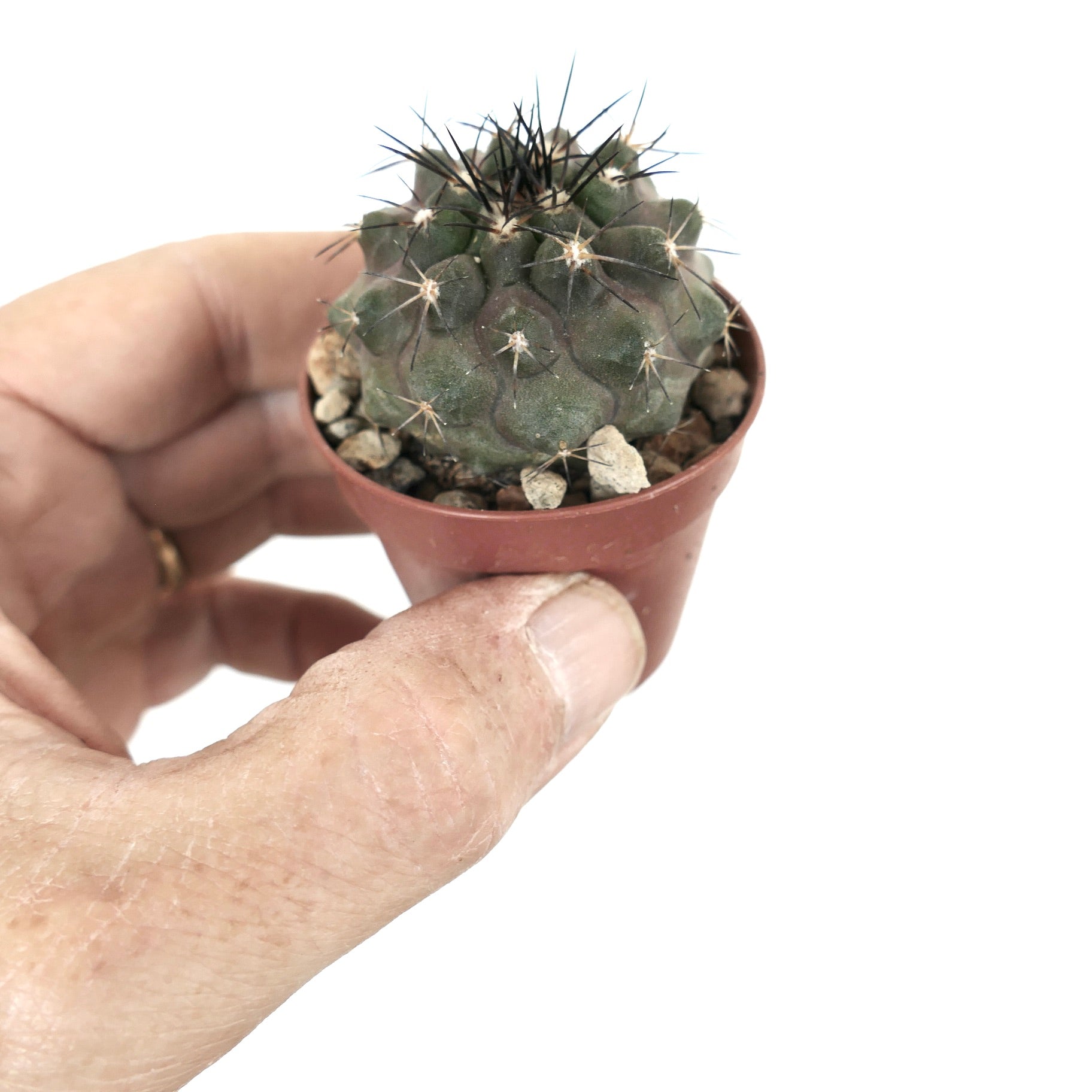 Copiapoa desertorum small green cactus with dark spines in a tiny pot succulent specimen