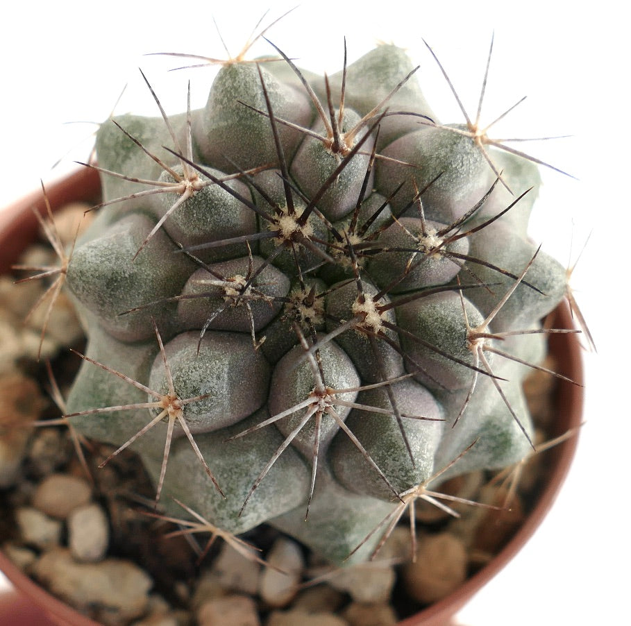 Globular grey-green cactus with angular tubercles and clusters of long dark spines, grown in a terracotta pot with rocky substrate, ideal for Copiapoa and rare cactus collectors.