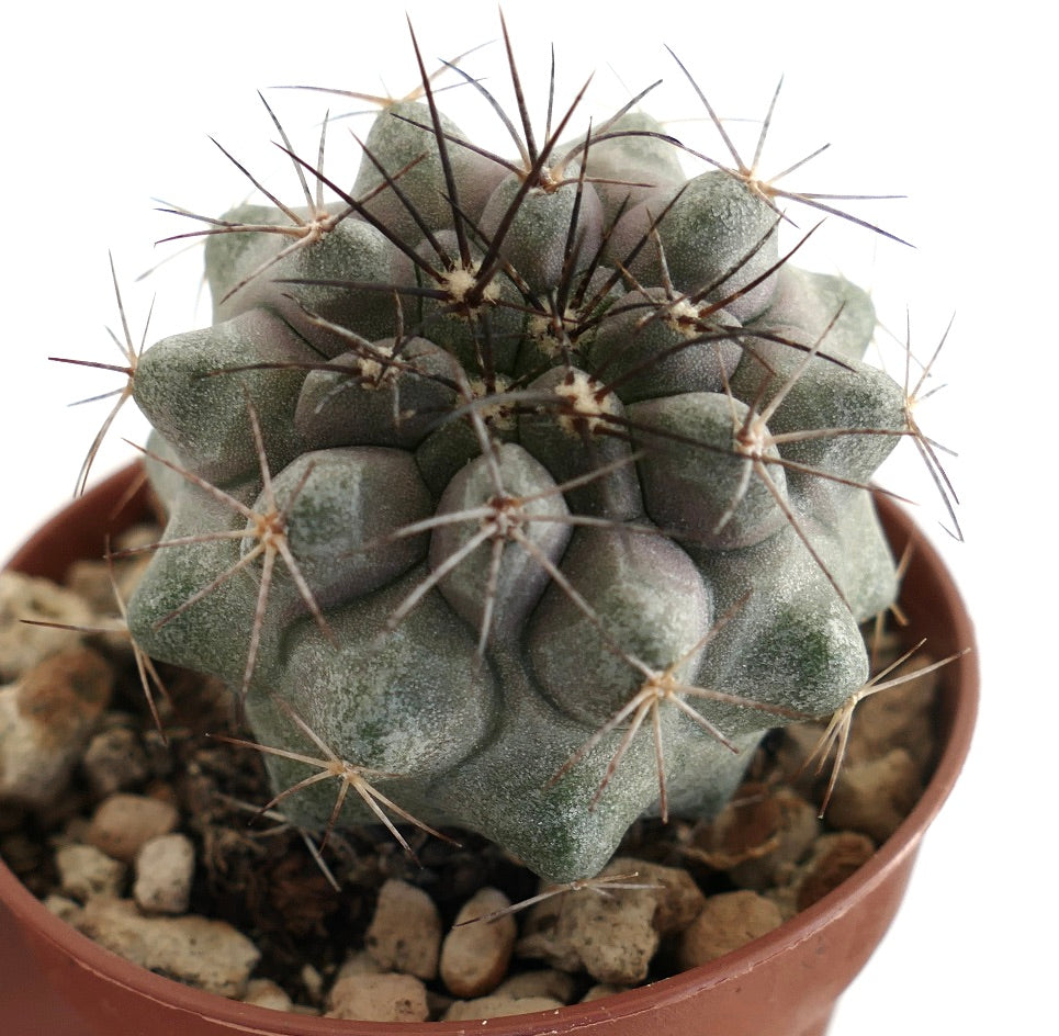 Copiapoa desertorum – Compact cactus with sculpted ribbed segments and sharp radial spines, cultivated in a clay pot filled with mineral soil, perfect for succulent enthusiasts and collectors.