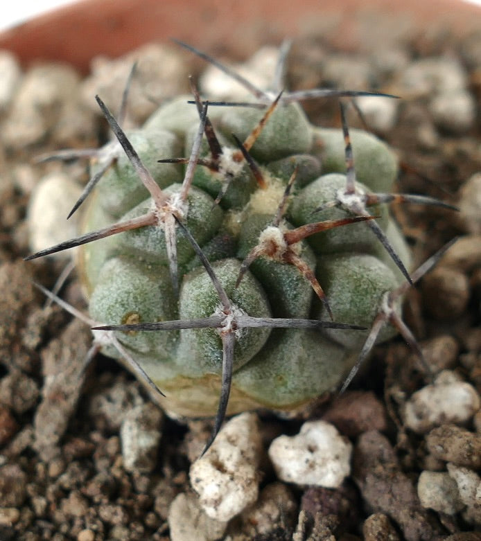 Copiapoa desertorum small succulent cactus with thick spines and rounded tubercles in rocky soil