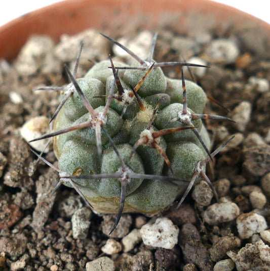 Copiapoa desertorum small succulent cactus with thick spines and textured green body in soil