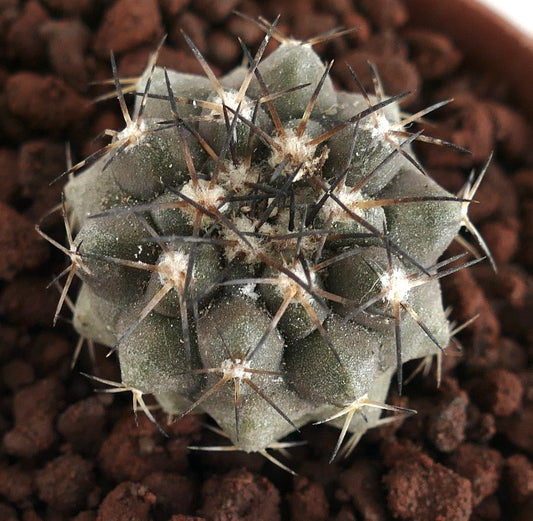 Copiapoa desertorum SMALL SEEDLING