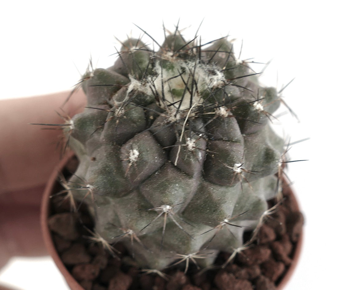 Copiapoa humilis rare succulent cactus with dark spines and rounded tubercles in small pot