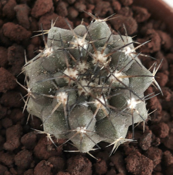 鋭いトゲと質感のある緑色の胴体を持つコピアポア・デセルトルムの小さな苗多肉サボテン