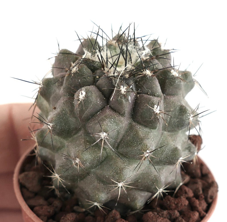 Copiapoa humilis rare succulent cactus with dark spines and rounded tubercles