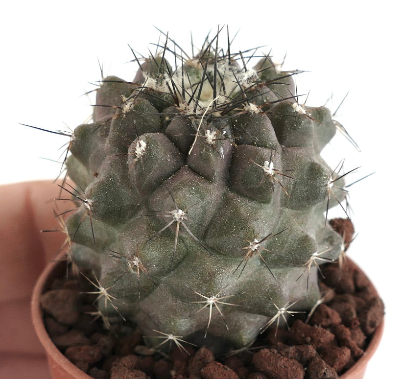 Copiapoa humilis rare succulent cactus with dark spines and textured green body
