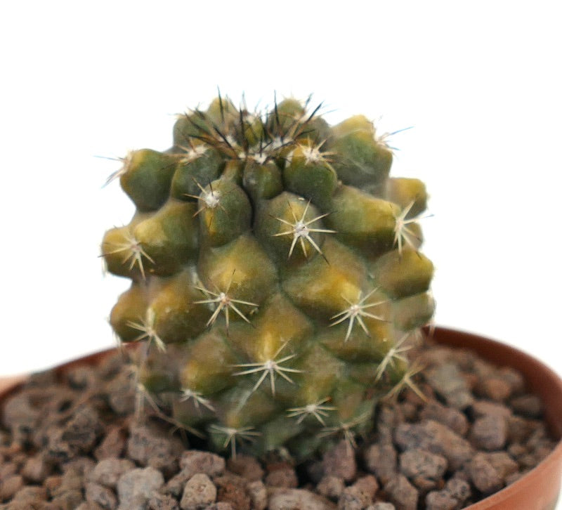 Copiapoa desertorum X Copiapoa cinerea nuda seltener Sukkulenten-Kaktus mit kleinen weißen Dornen und abgerundeten Warzen