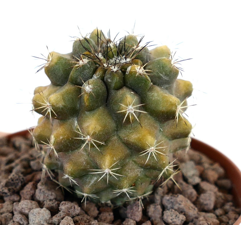 Kleiner variegierter Sukkulenten-Kaktus mit Dornen, Copiapoa desertorum X Copiapoa cinerea nuda