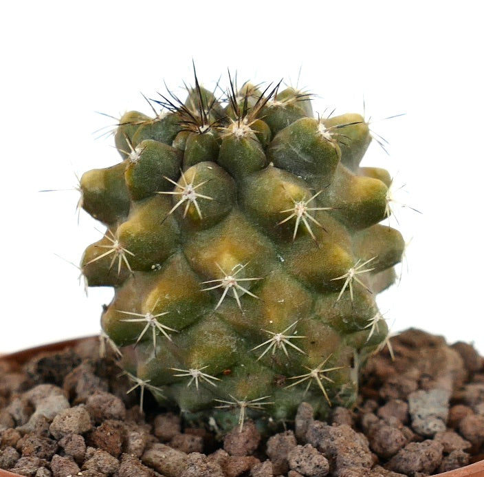 Kleine variegierte sukkulente Kaktee mit Stacheln: Copiapoa desertorum X Copiapoa cinerea nuda