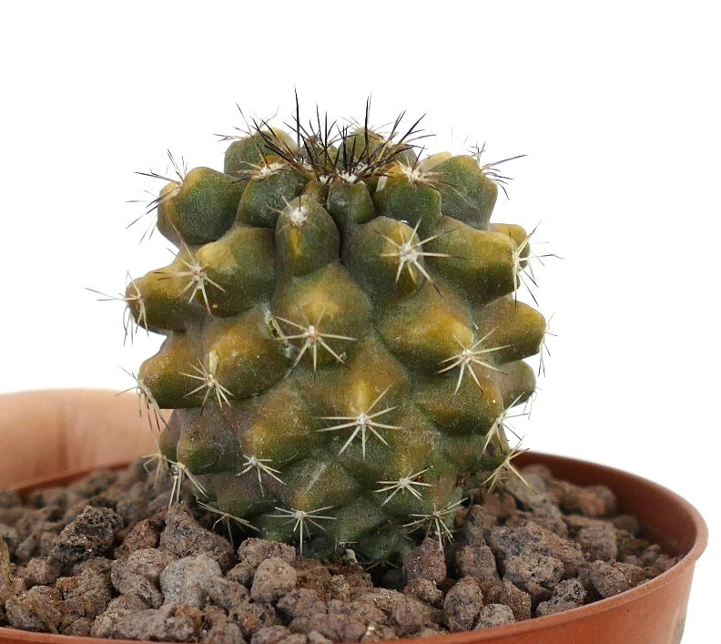 Copiapoa desertorum X Copiapoa cinerea nuda seltener Sukkulenten-Kaktus mit kleinen Stacheln und rauer Oberfläche