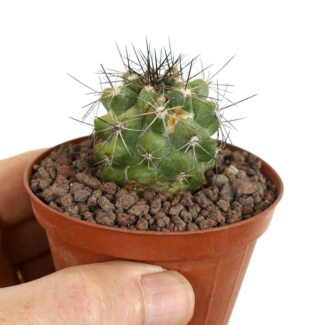 Copiapoa desertorum small green cactus with long black spines in terracotta pot