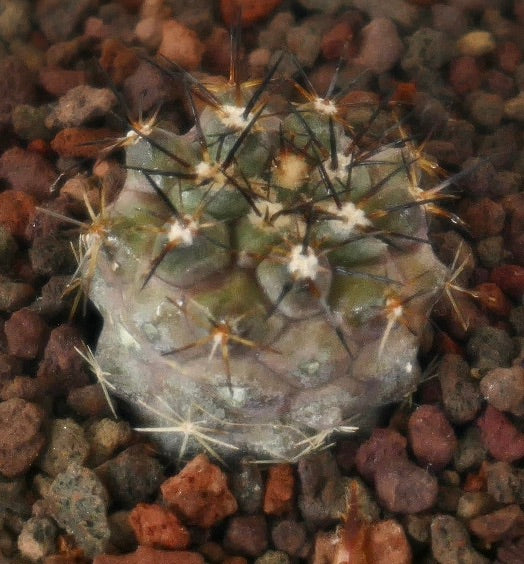 Copiapoa desertorum small round cactus with dark spines and textured green body in rocky soil