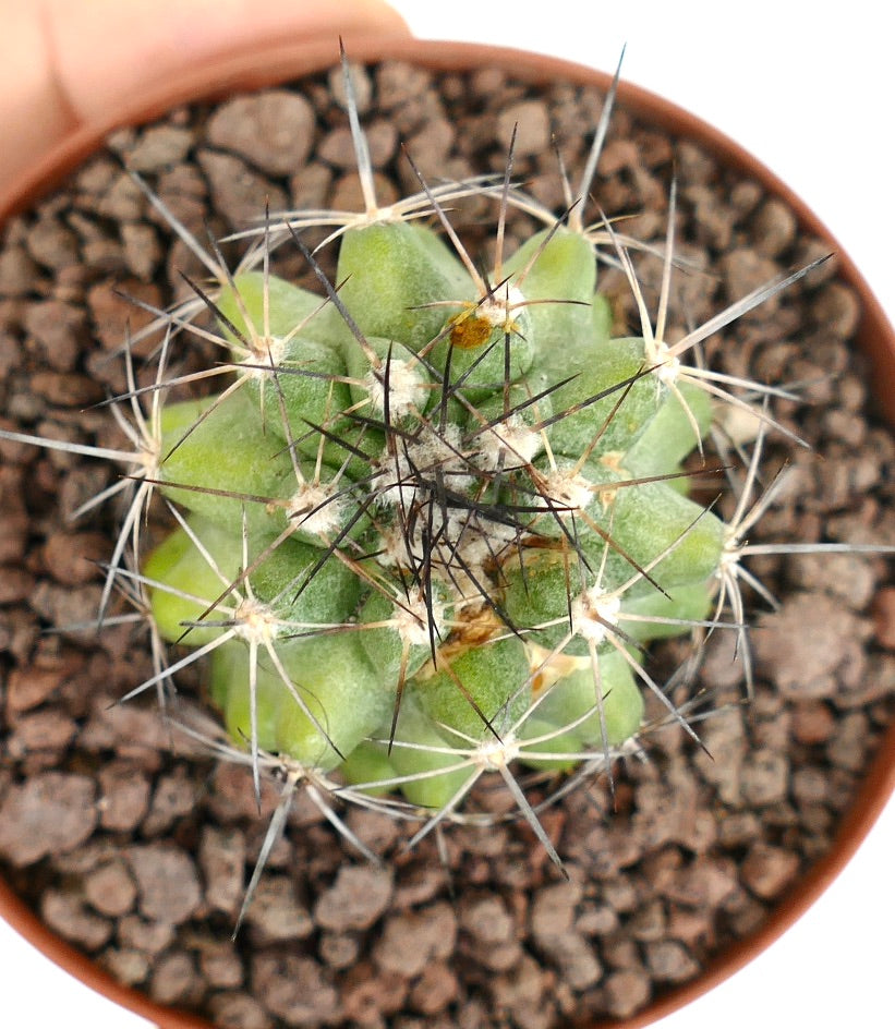 Copiapoa desertorum small green cactus with long sharp spines in brown soil pot