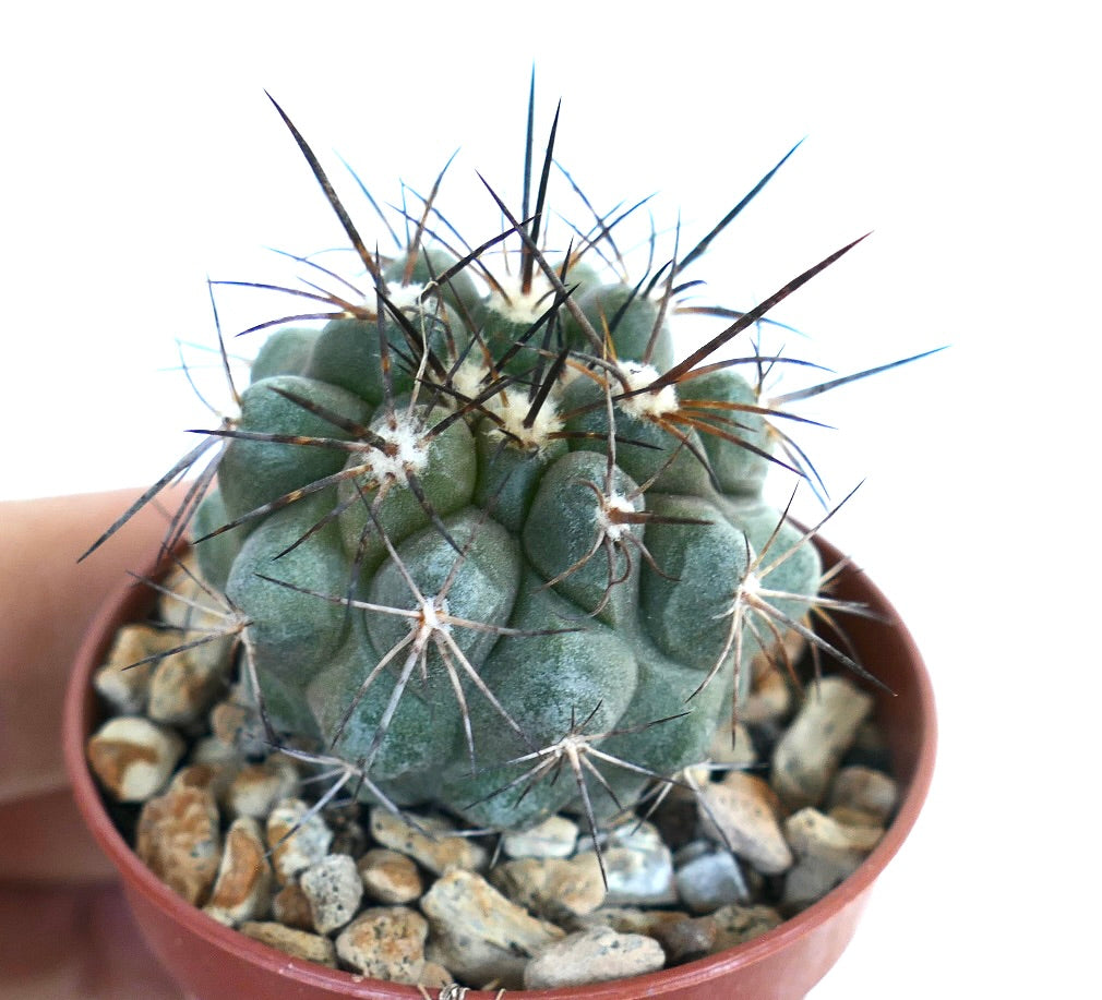 Copiapoa desertorum x cinerea rare succulent cactus with thick spines and textured green body