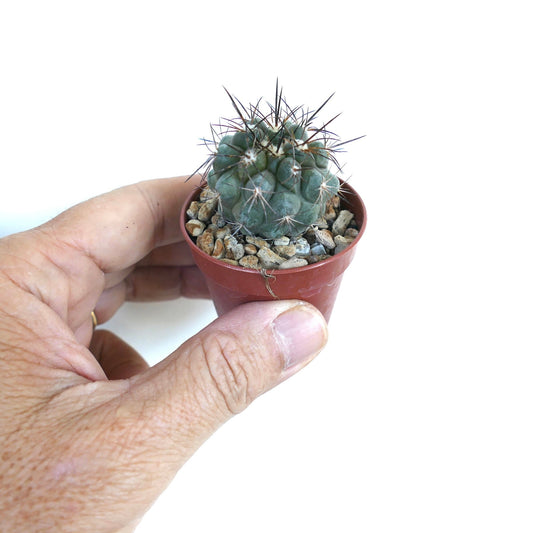 Small rare Copiapoa desertorum x cinerea succulent cactus with sharp dark spines in pot