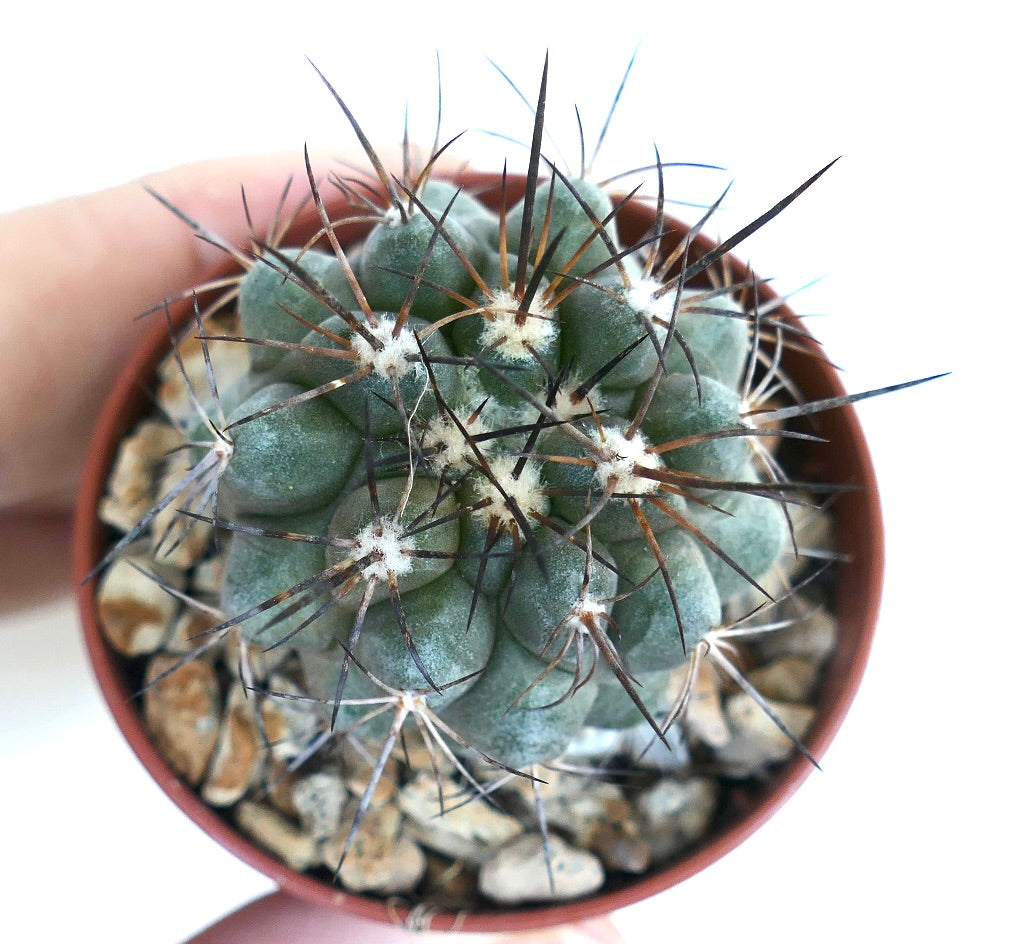 Rare Copiapoa desertorum x cinerea succulent cactus with long dark spines in pot